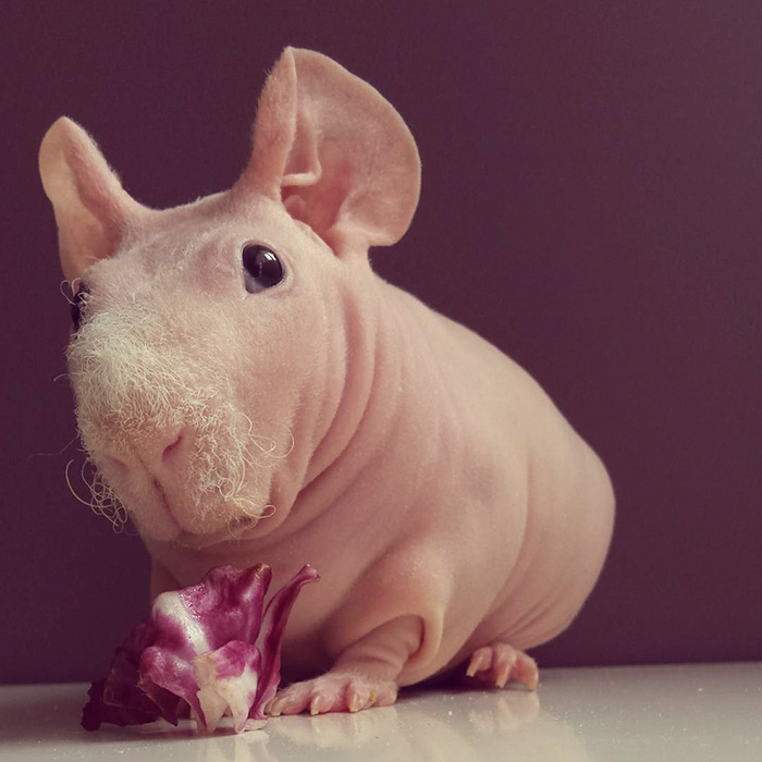 Una Cobaya Posa Desnuda Junto A Su Comida Favorita Cultura Inquieta