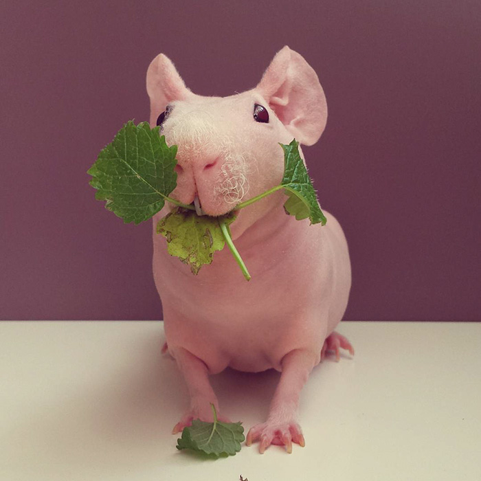 Una Cobaya Posa Desnuda Junto A Su Comida Favorita Cultura Inquieta