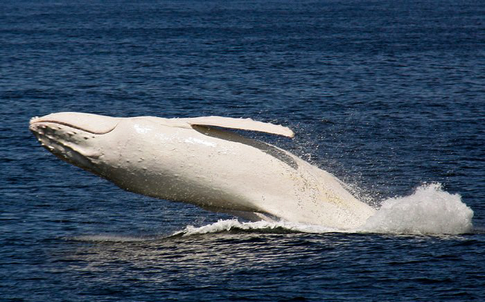 Migaloo La Ballena Jorobada Albina Cultura Inquieta