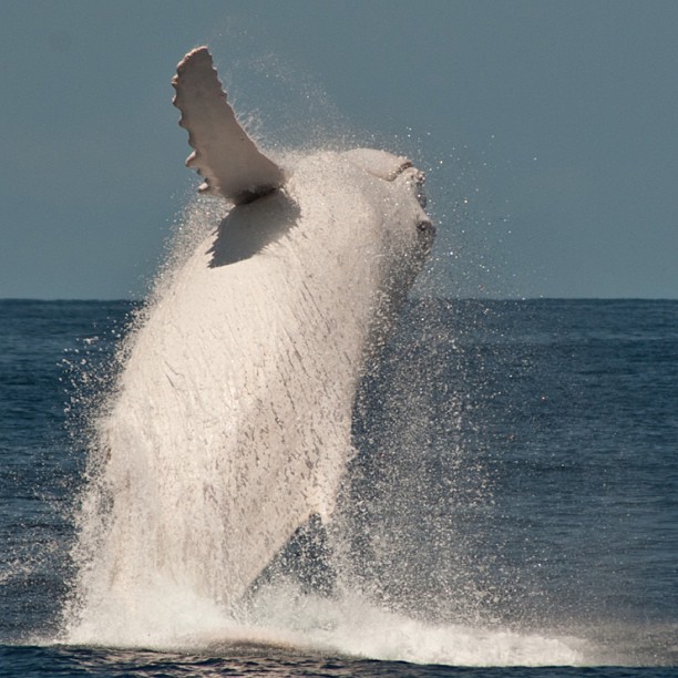 Migaloo La Ballena Jorobada Albina Cultura Inquieta