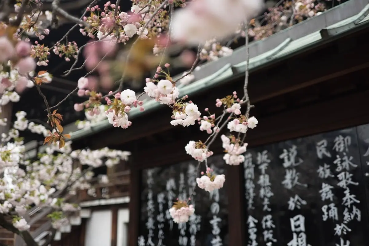 Sakura Una Bonita Leyenda Japonesa Sobre El Amor Verdadero Cultura