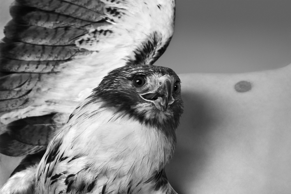 Red_Tail_Hawk_2010