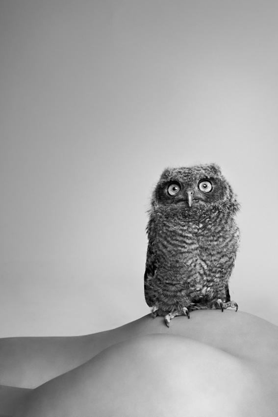Ryan-Mcginley_Owl2010