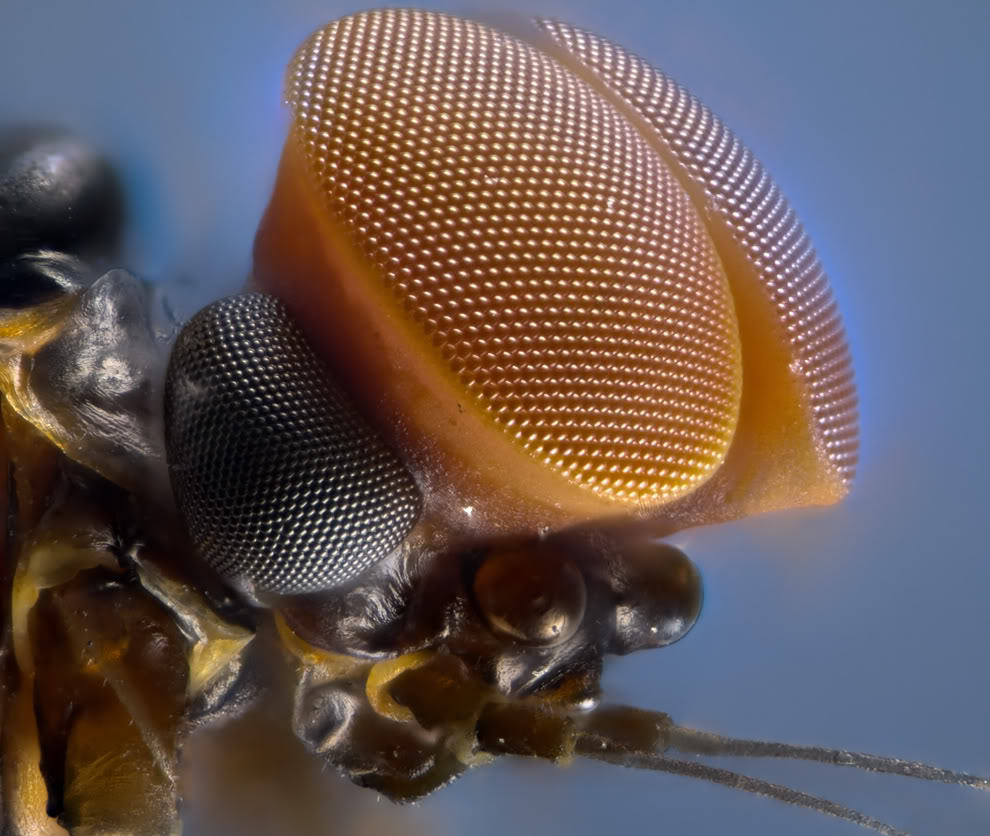 x 0010-Ojo de mosca de mayo macho