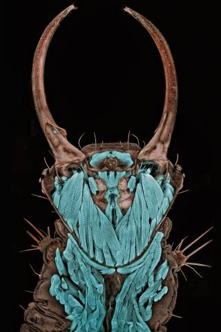x 0020-Portrait of a Chrysopa sp - green lacewing larva
