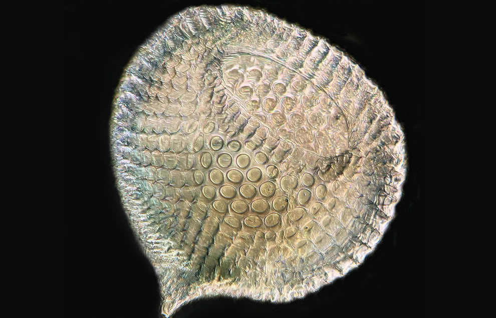 x 0250-Radiolarian, un tipo de zooplakton