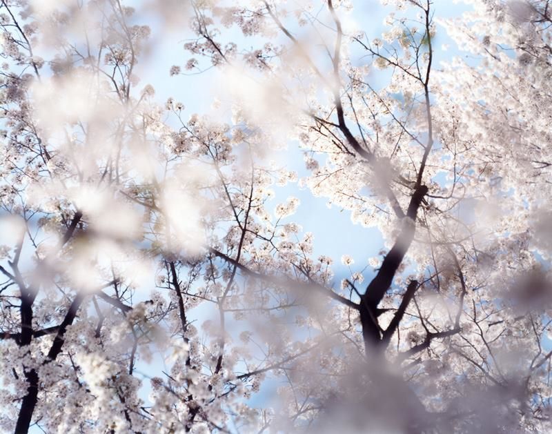 Sakura Cerezos en flor
