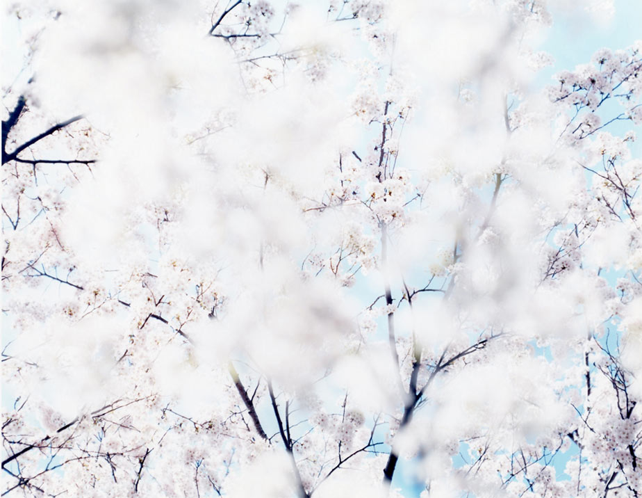 Sakura Cerezos en flor