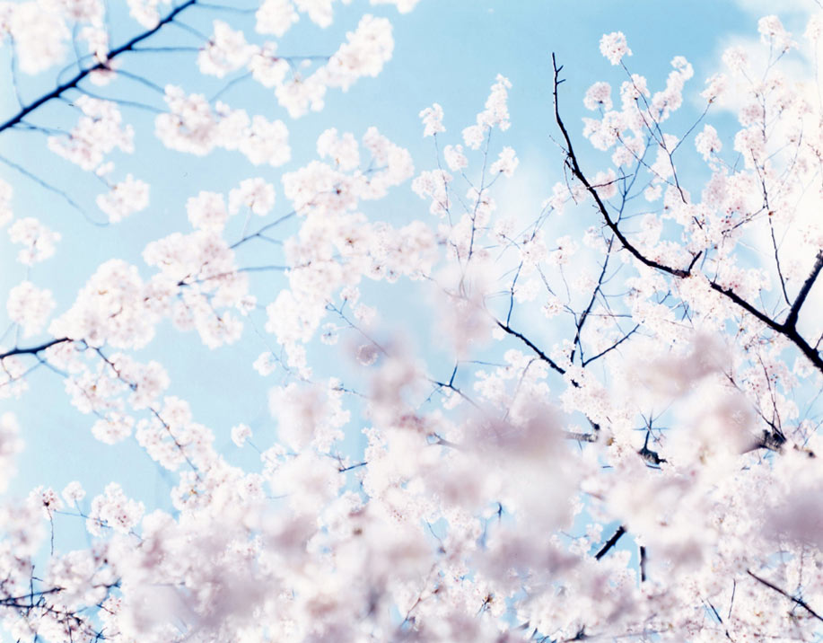 Sakura Cerezos en flor