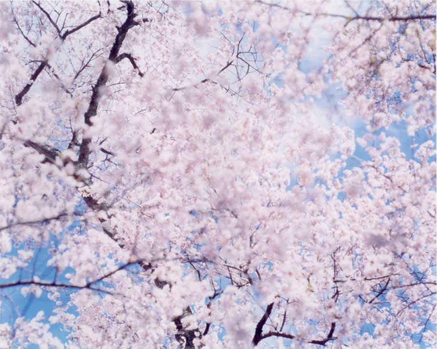Sakura Cerezos en flor