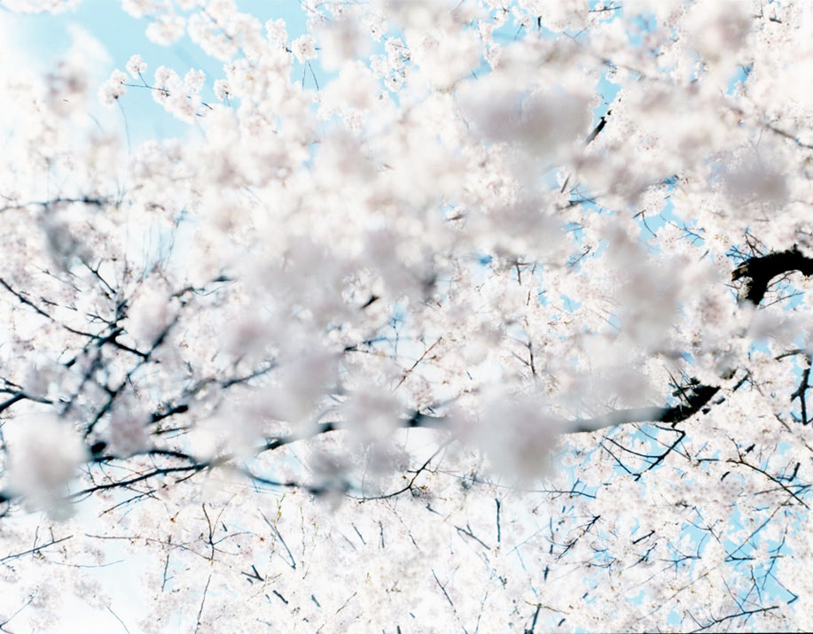 Sakura Cerezos en flor