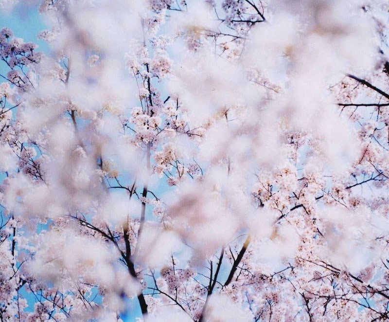 Sakura Cerezos en flor