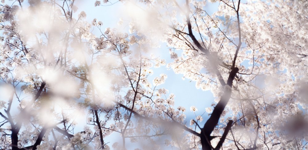 Sakura Cerezos en flor