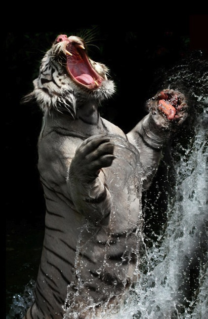 BirtePerson8
