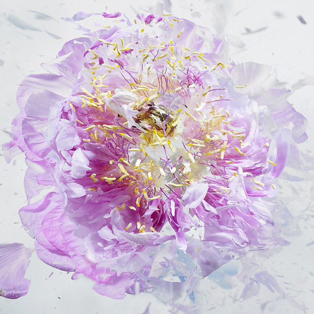 flower-1
