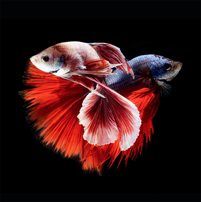 fish-5