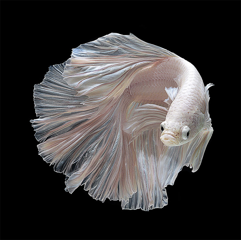 zzfish-1