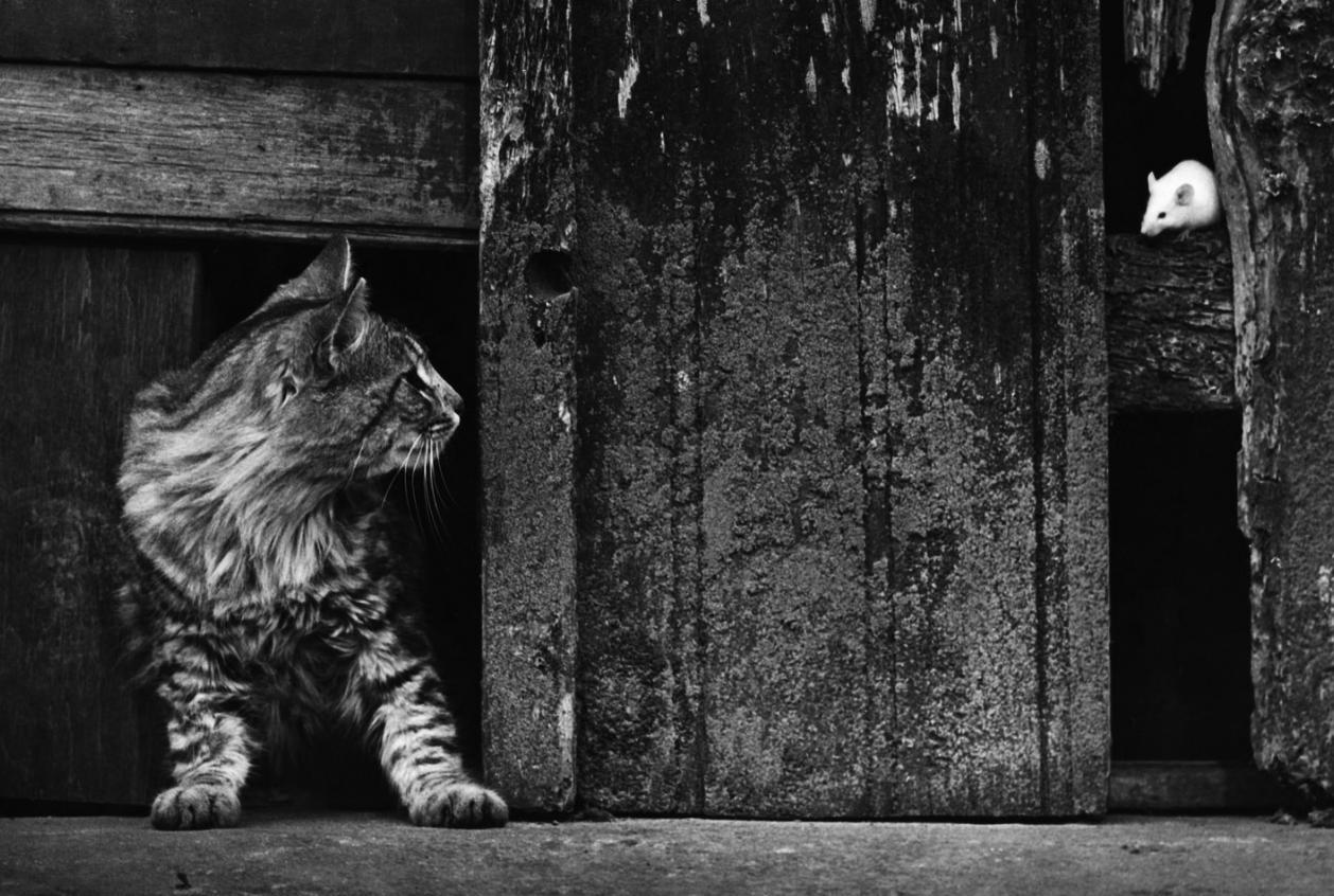 Fotografía de Pedro Luis Raota.
