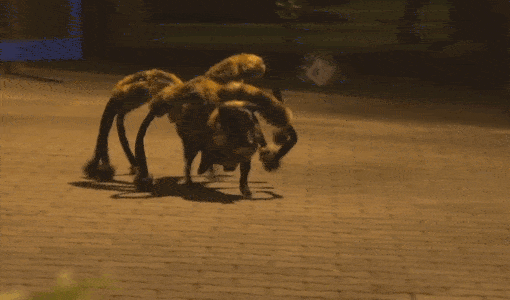 dog-spider-prank-sa-wardega-11