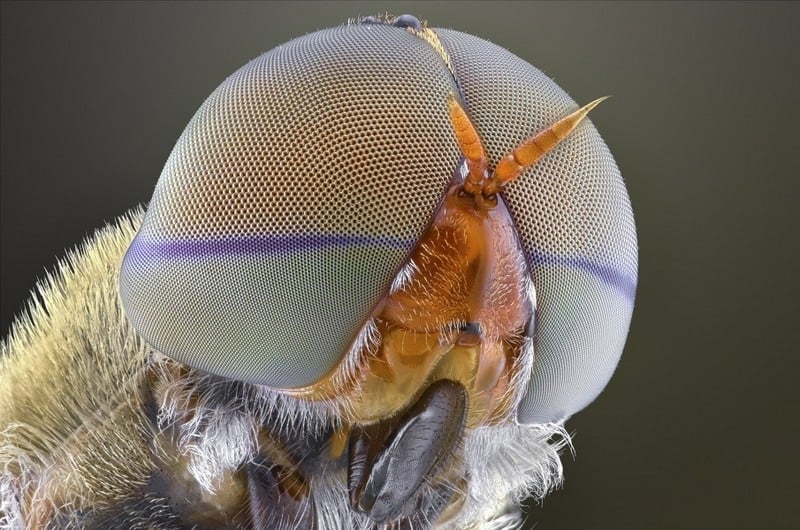 Fotos Macro Extremas de Insectos