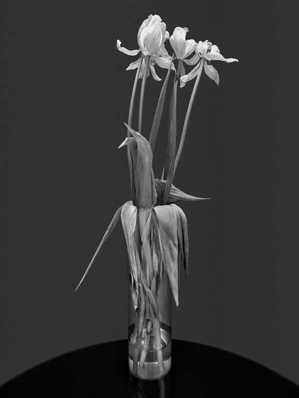 Fotografía de Albert Watson