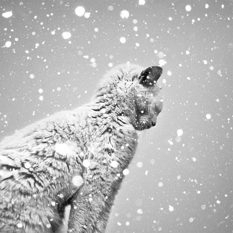 Un gato blanco sobre una nevada