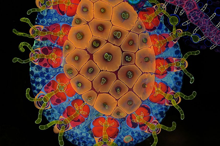psychedelic-paint-bruce-riley-13