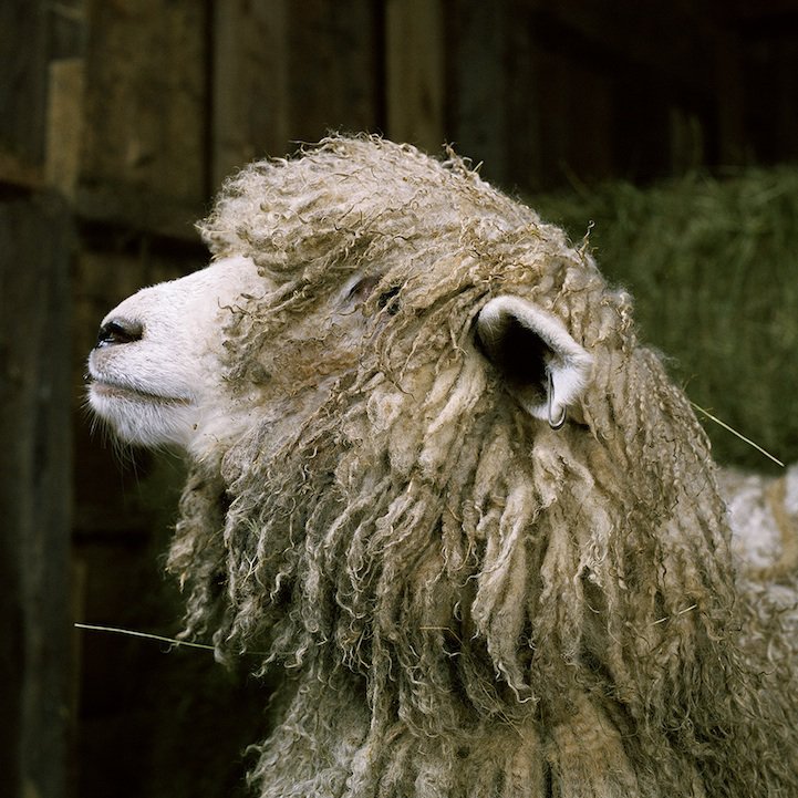 Rob Macinnis Farm Family familia granja14