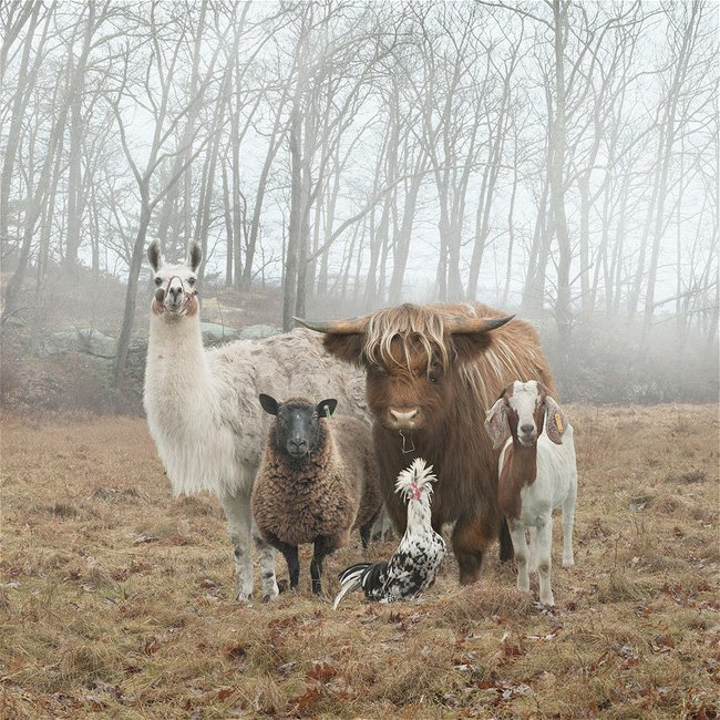 Rob Macinnis Farm Family familia granja19