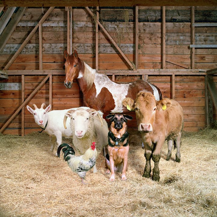Rob Macinnis Farm Family familia granja2