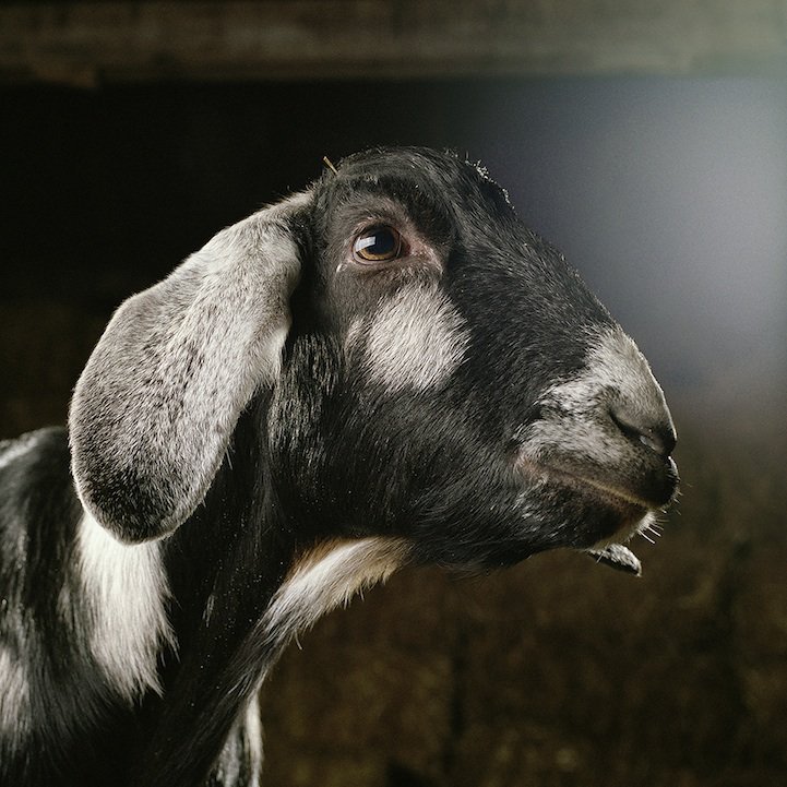 Rob Macinnis Farm Family familia granja4