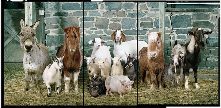 Rob Macinnis Farm Family familia granja7