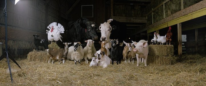 Rob Macinnis Farm Family familia granja9