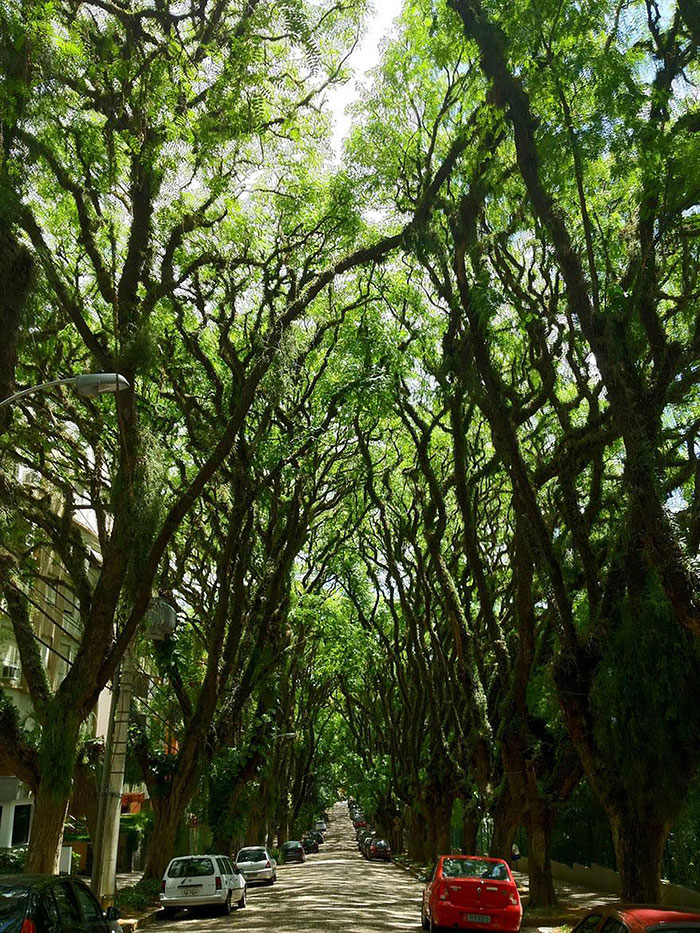 Streets Flowers calles flores cultura inquieta-10