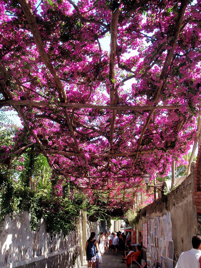 Streets Flowers calles flores cultura inquieta-14