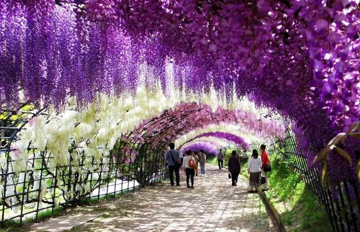 Streets Flowers calles flores cultura inquieta-16