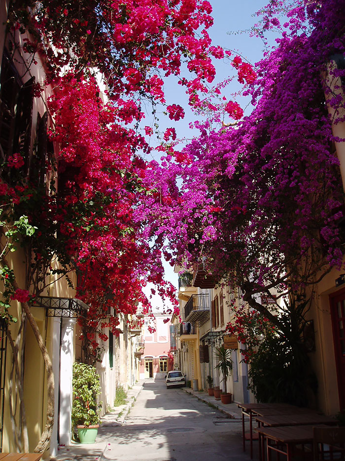 Streets Flowers calles flores cultura inquieta-17