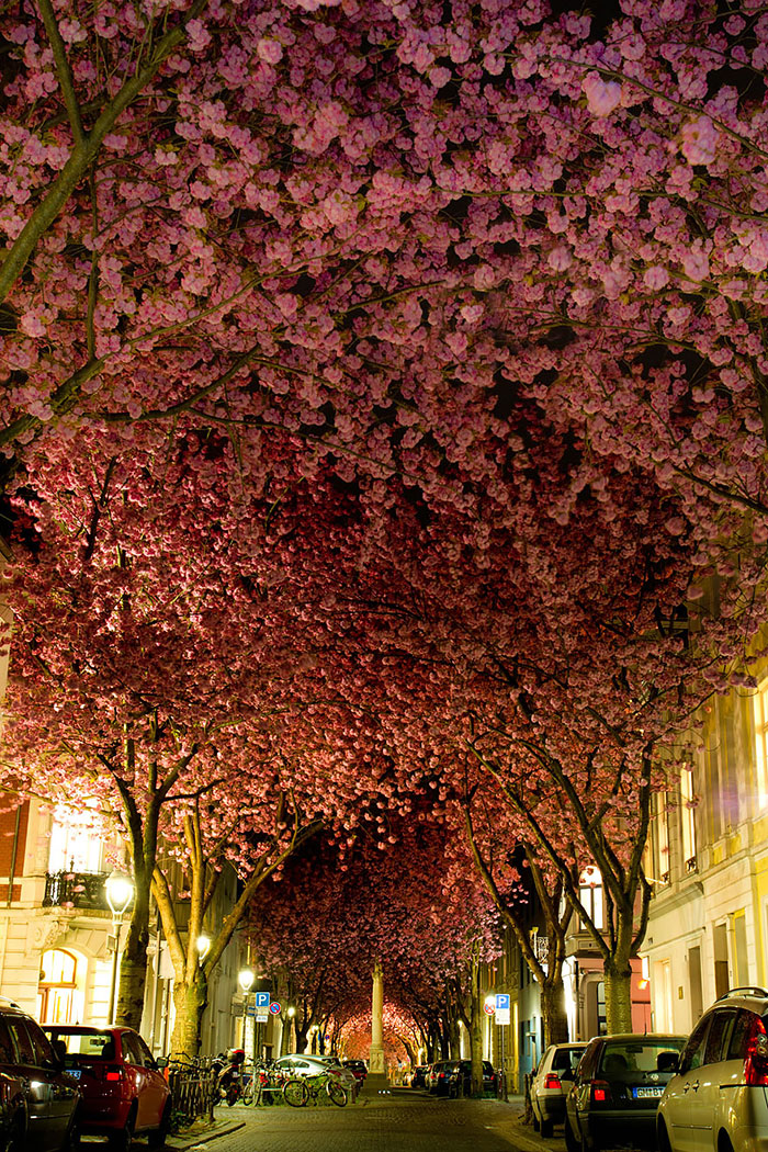 Streets Flowers calles flores cultura inquieta-2