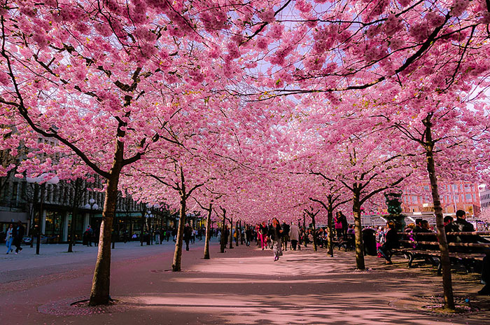 Streets Flowers calles flores cultura inquieta-3
