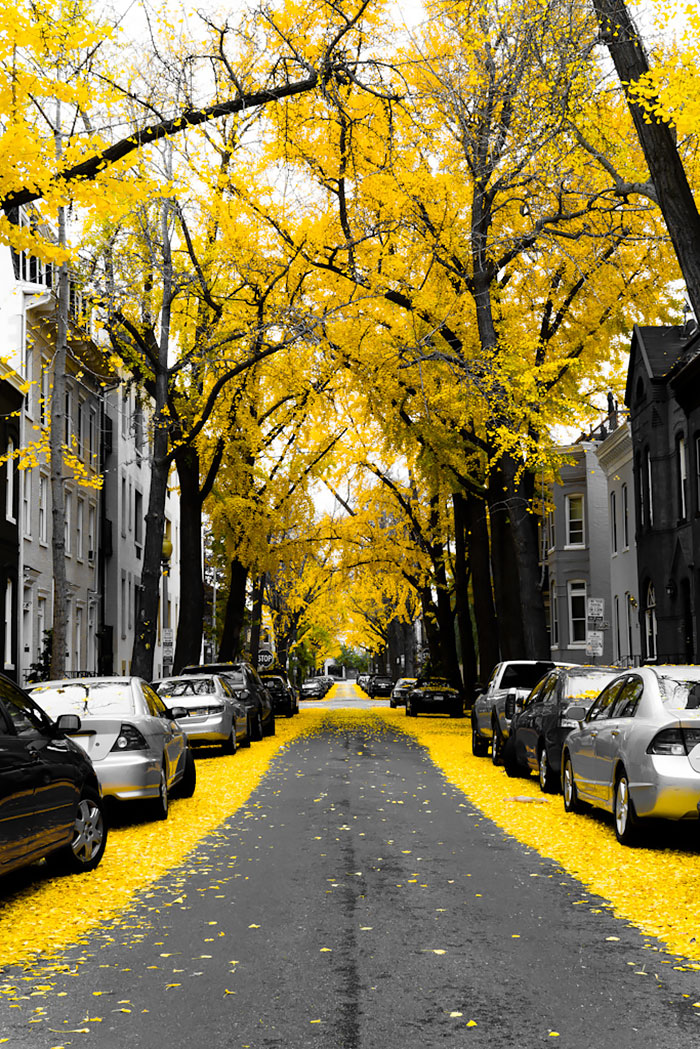 Streets Flowers calles flores cultura inquieta-6