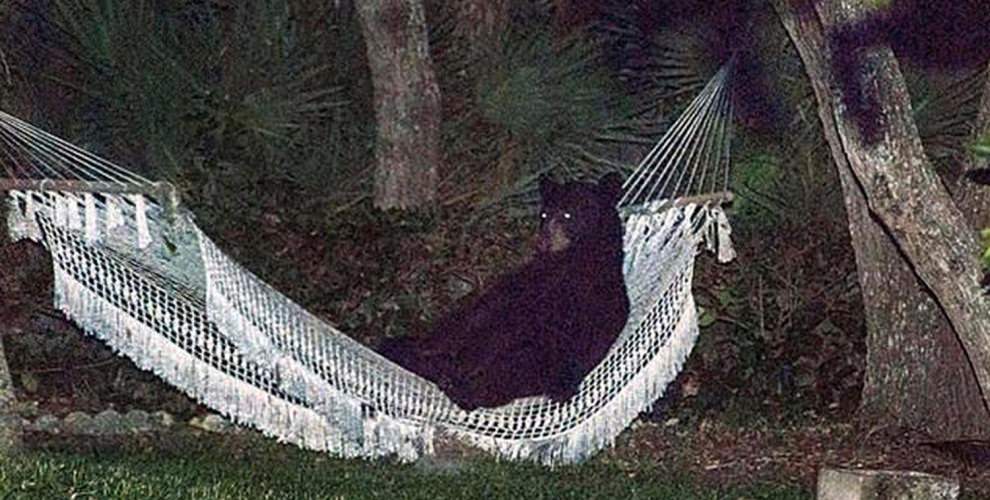 bear-in-hammock-oso-hamaca