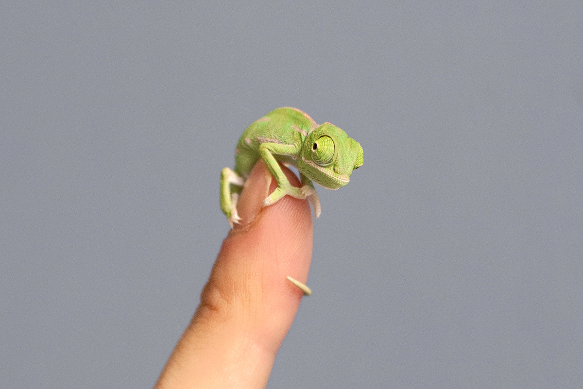 Chameleons Camaleon Cultura Inquieta
