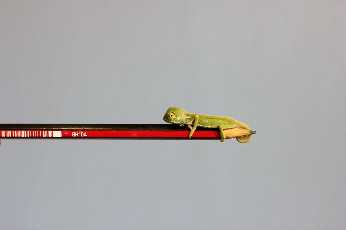 Chameleons Camaleon Cultura Inquieta1