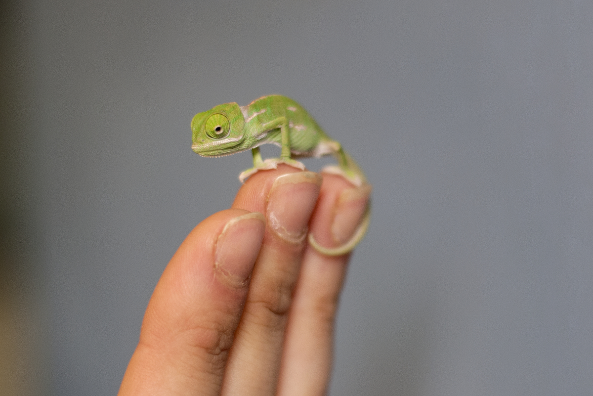 Chameleons Camaleon Cultura Inquieta7