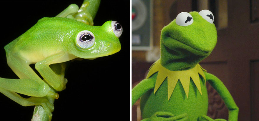 Kermit rana gustavo Cultura Inquieta1