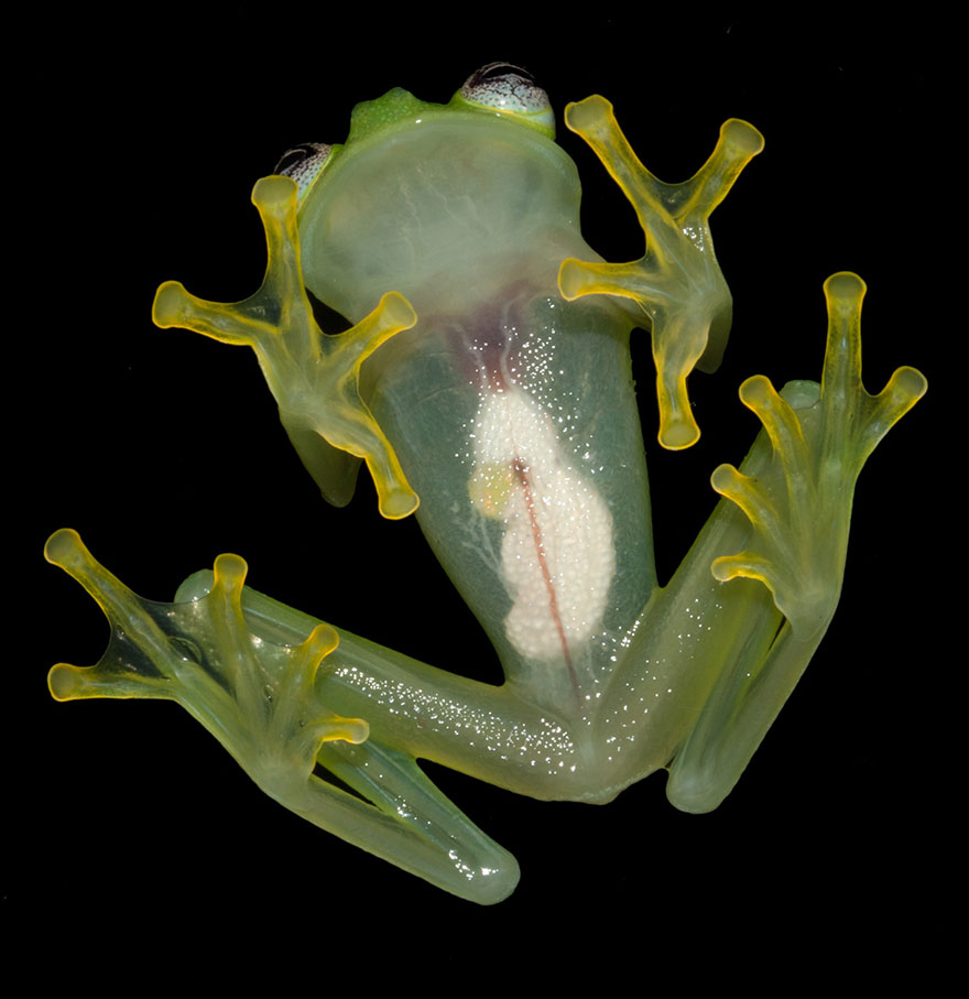Kermit rana gustavo Cultura Inquieta2