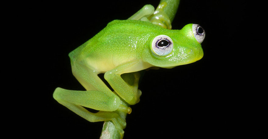 Kermit rana gustavo Cultura Inquieta3