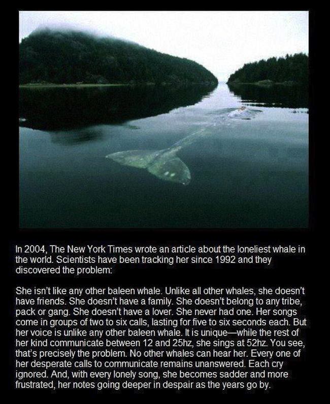 The loneliest whale in the world will hit you right in the feels1