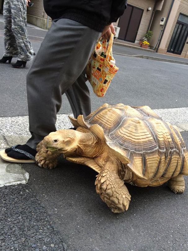 tortoise tortuga Cultura Inquieta1
