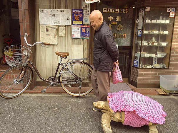 tortoise tortuga Cultura Inquieta4